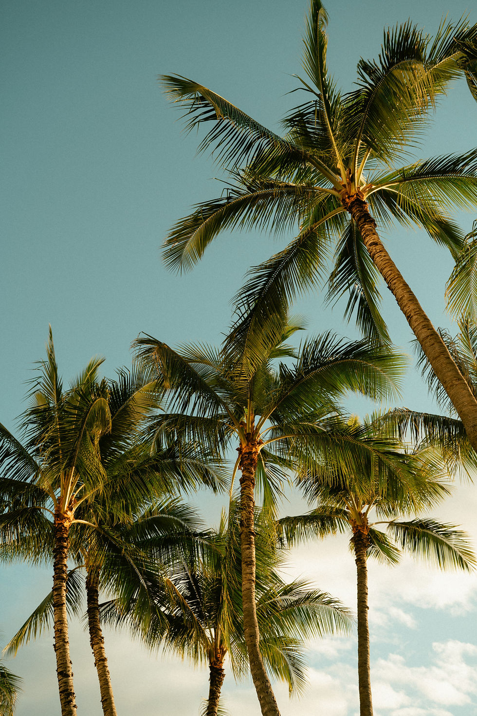 PALM TREES.jpeg