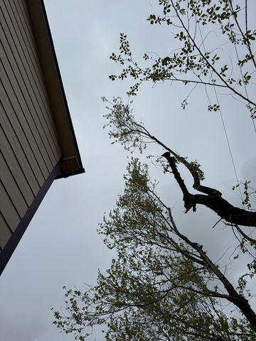 Tree vs. House? Not on My Watch.