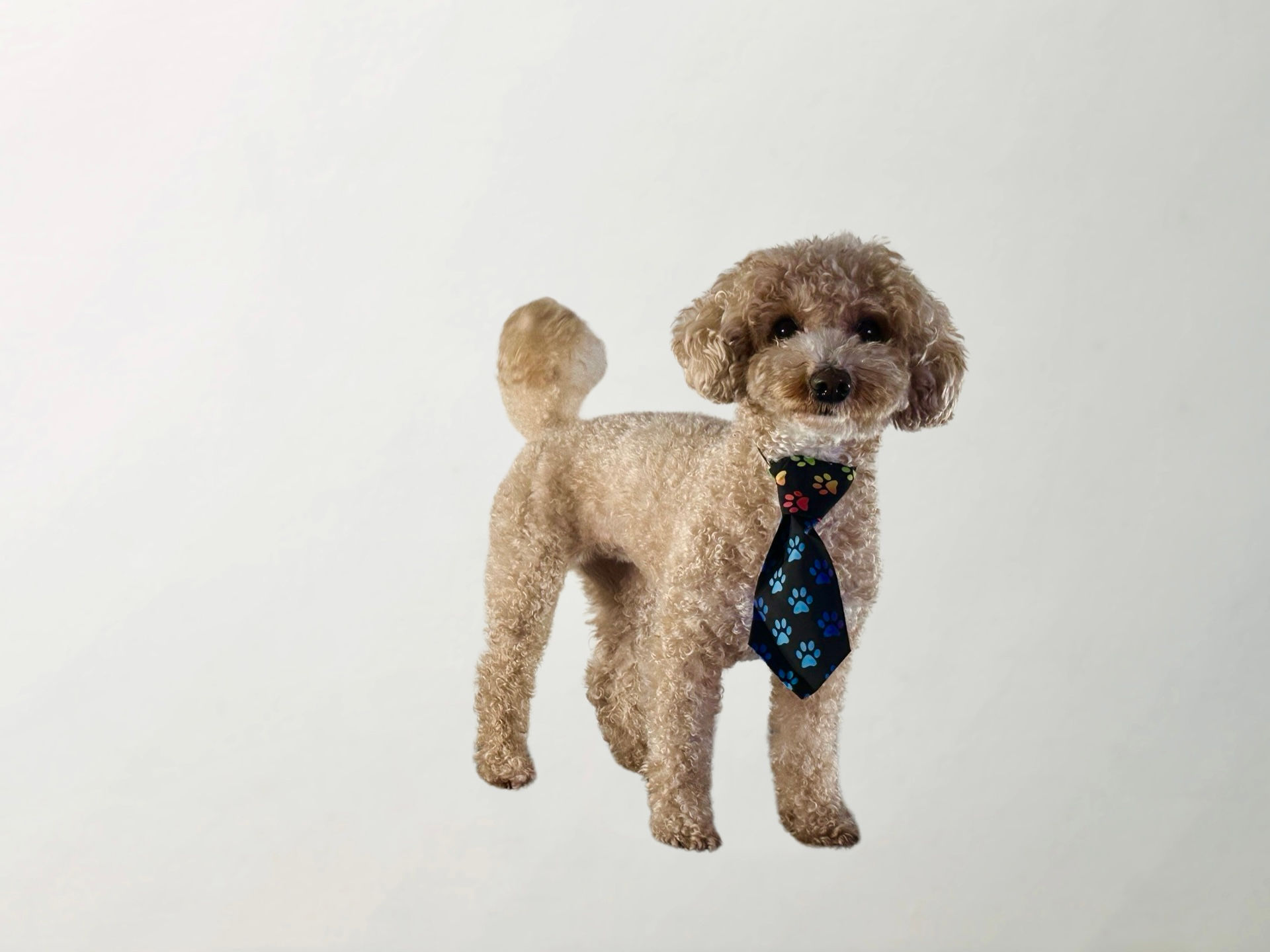Paw Tie