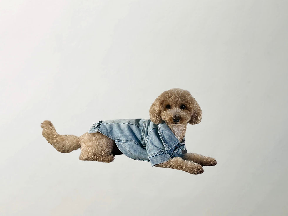 Thumbnail: Wilma Denim Jacket
