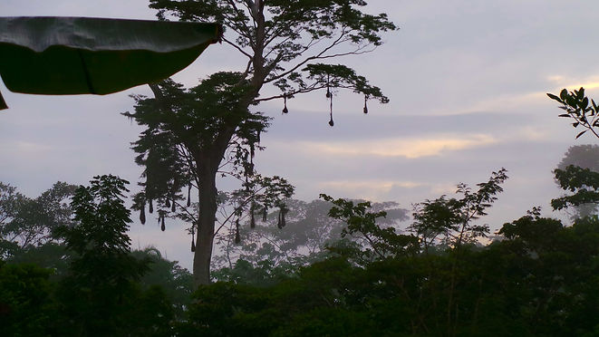 Jungle tree with bats hanging. Overcast sky with forest background. Natural Soul Medicine