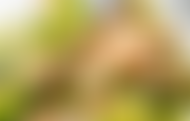 Aiguillettes de poulet au vert 2 fév