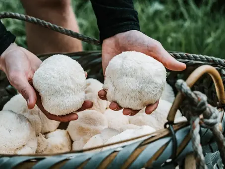 Aslan yelesi mantarı