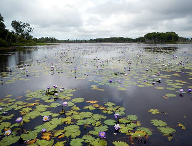 wetland_2014.jpg