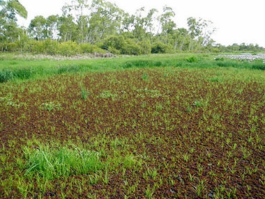 wetland_2012.jpg