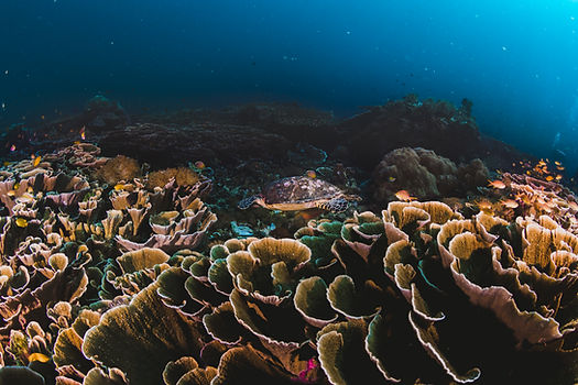 corals-sponges-around-thriving-tropical-coral-reef.jpg