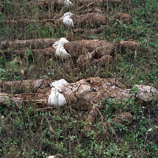 Valeriu Mladin – „Zece ani după”, 1999, Muzeul Național de Artă al României, pictură și sculpturi din grâu germinat, arta memorială despre martirii Revoluției, simboluri de jertfă și sacrificiu. Valeriu Mladin – “Ten Years After”, 1999, National Museum of Art of Romania, painting and germinated wheat sculptures, memorial art about the martyrs of the Revolution, symbols of sacrifice and devotion.