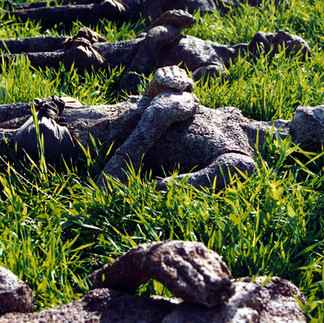 Valeriu Mladin – expoziția „Zece ani după”, 1999, artă contemporană românească, pictură monumentală și sculpturi din grâu germinat, arta memorială despre jertfa și sacrificiul martirilor Revoluției. Valeriu Mladin – exhibition “Ten Years After”, 1999, Romanian contemporary art, monumental painting and germinated wheat sculptures, memorial art about the sacrifice and devotion of the martyrs of the Revolution.