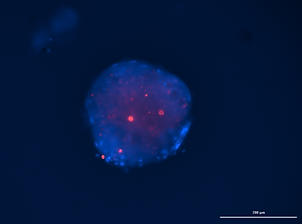 Spheroflow-generated spheroids