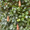 Miniature : Petits sapins à accrocher