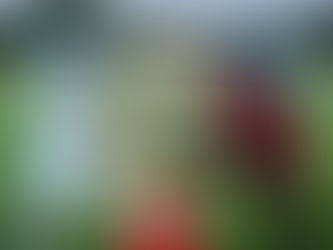 הפועל ירושלים - הפועל תל אביב