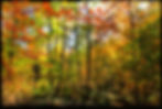 carte egypte_glenaki foret-automne 082 copie 2