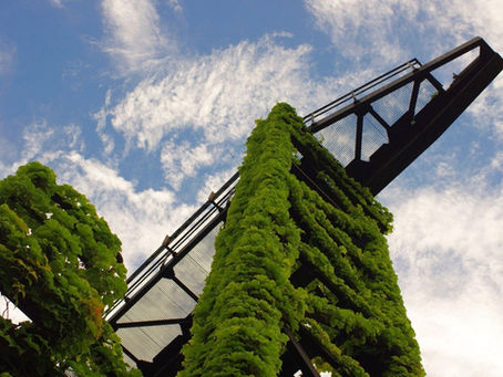 Techos y Jardines Verdes: