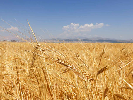 Onarıcı Arpa Hasadı