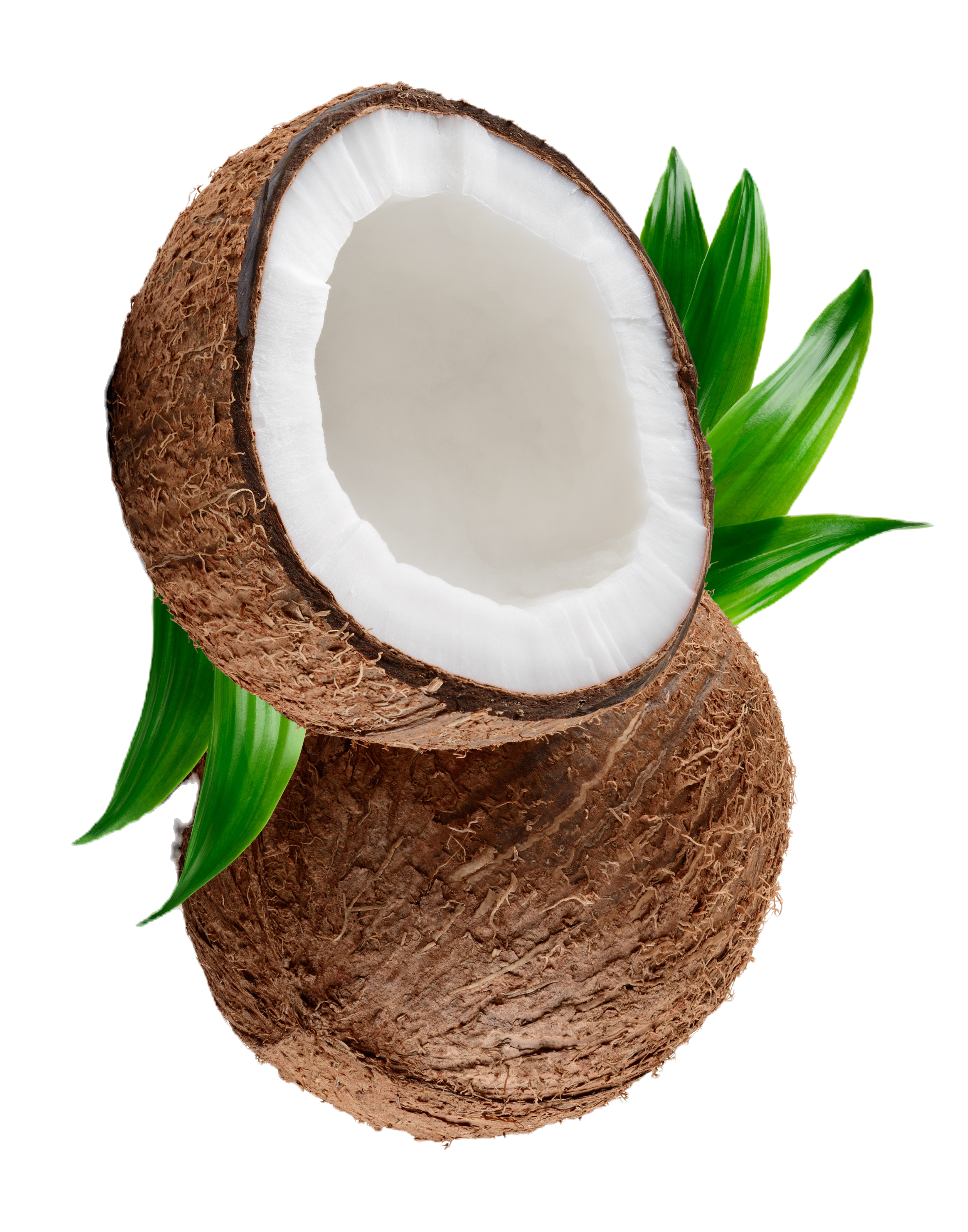Coconut isolated Coconuts with leaves on white background Coconut Coco half and leaf Full 