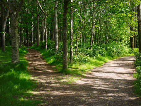 Waldcoaching in Neu-Anspach und dem Taunus: Stressabbau direkt vor der Haustür