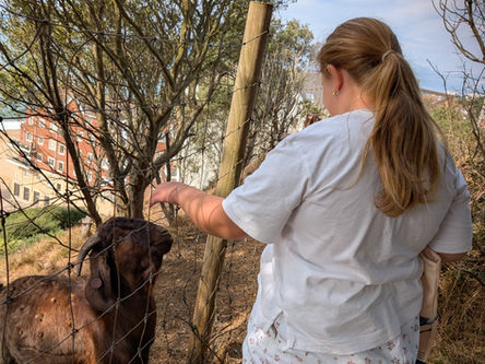 Goats, Giggles, and a Touch of Zombies