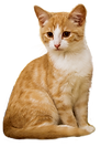 gato.png