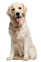 perro golden.png