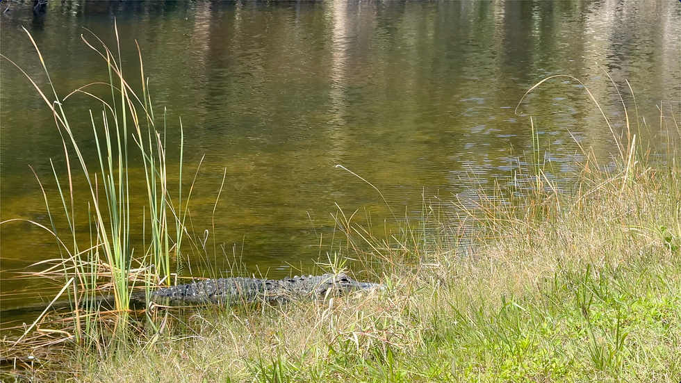 Crocodile partially submerged near grassy bank of a calm lake. Tall reeds in foreground, reflecting trees on water, serene atmosphere.