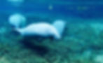 Three manatees gracefully swimming through seagrass at Silver Springs, their large bodies visible under the clear water.