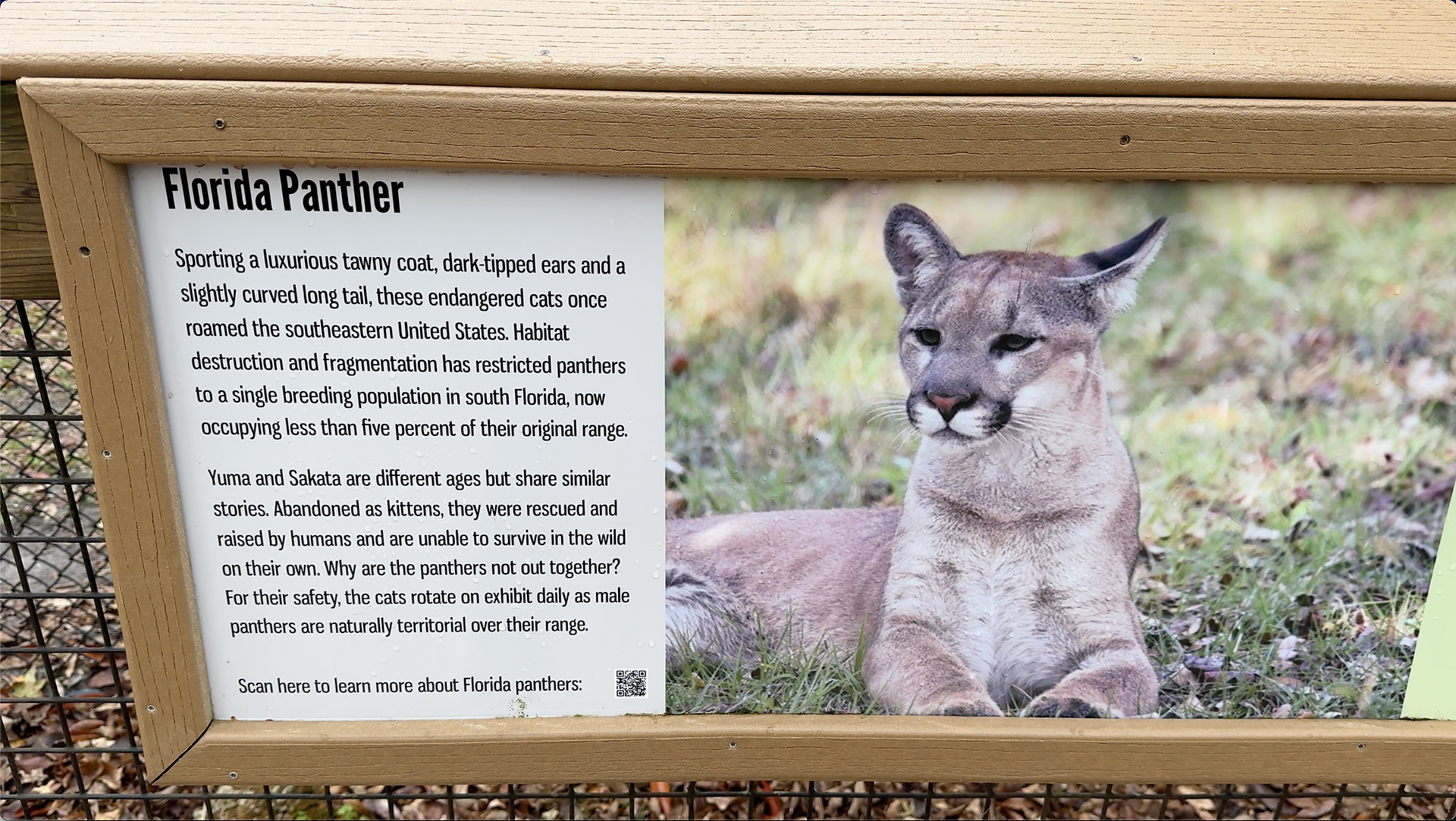 A sign with information about the Florida Panther with a photo of a panther laying in grass
