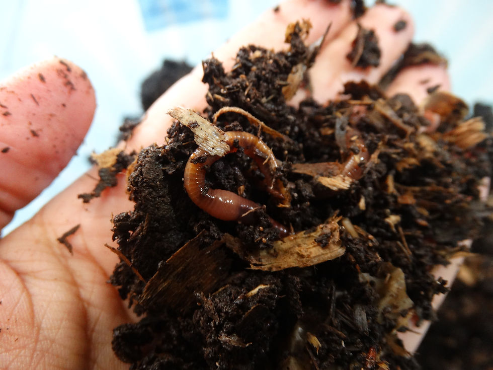 Miniatura: Minhocas Californianas - 100 unid.