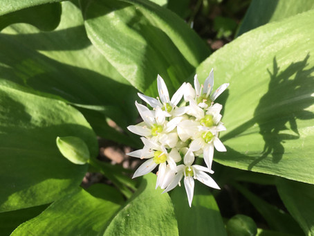 Bärlauch - der Knoblauch aus dem Wald | ayurvedische Wirkung und Rezeptideen mit Bärlauch
