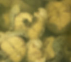 Jellied Eels
