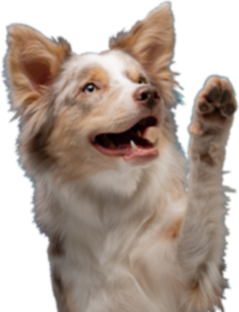 haute_dog_pet_spa_hautie_happy_dog_with_paw_up_smaller.png