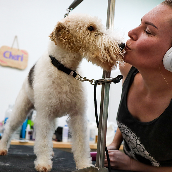 haute_dog_pet_spa_cheri_terrier_800x800.png