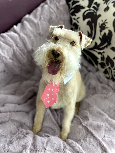 haute_dog_pet_spa_luxury_dog_grooming.png