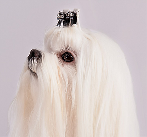 haute_dog_difference_shave_downs_v2.png