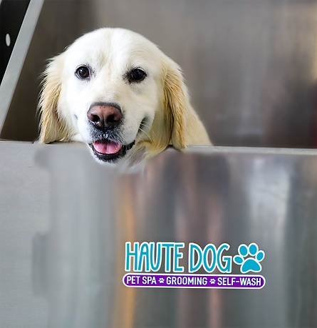 haute_dog_happy_lab_in_tub.png