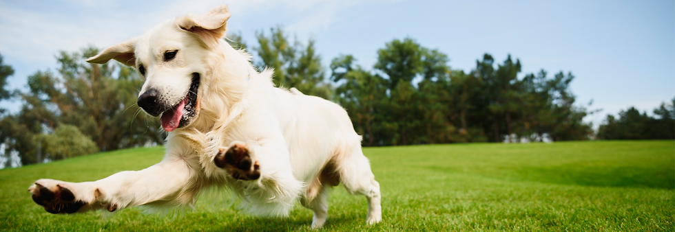haute_dog_pet_spa_leap_day_sale_2024_1740x600.png