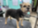 not_ginny_after_dog_handstripping.png