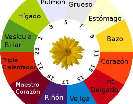 Reloj de los órganos (Corazón)