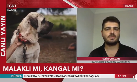 Malaklı mı  Kangal mı?