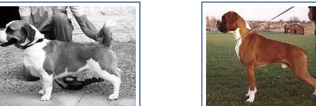 Boxer - Corgi Melezlemesi