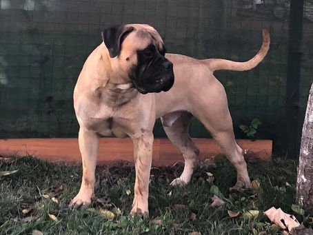 Bull Mastiff
