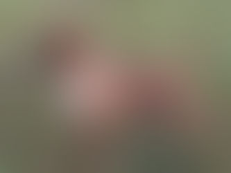 Leavitt Bulldog, Ingiliz Bulldog'un Saglikli Alternatifi mi?