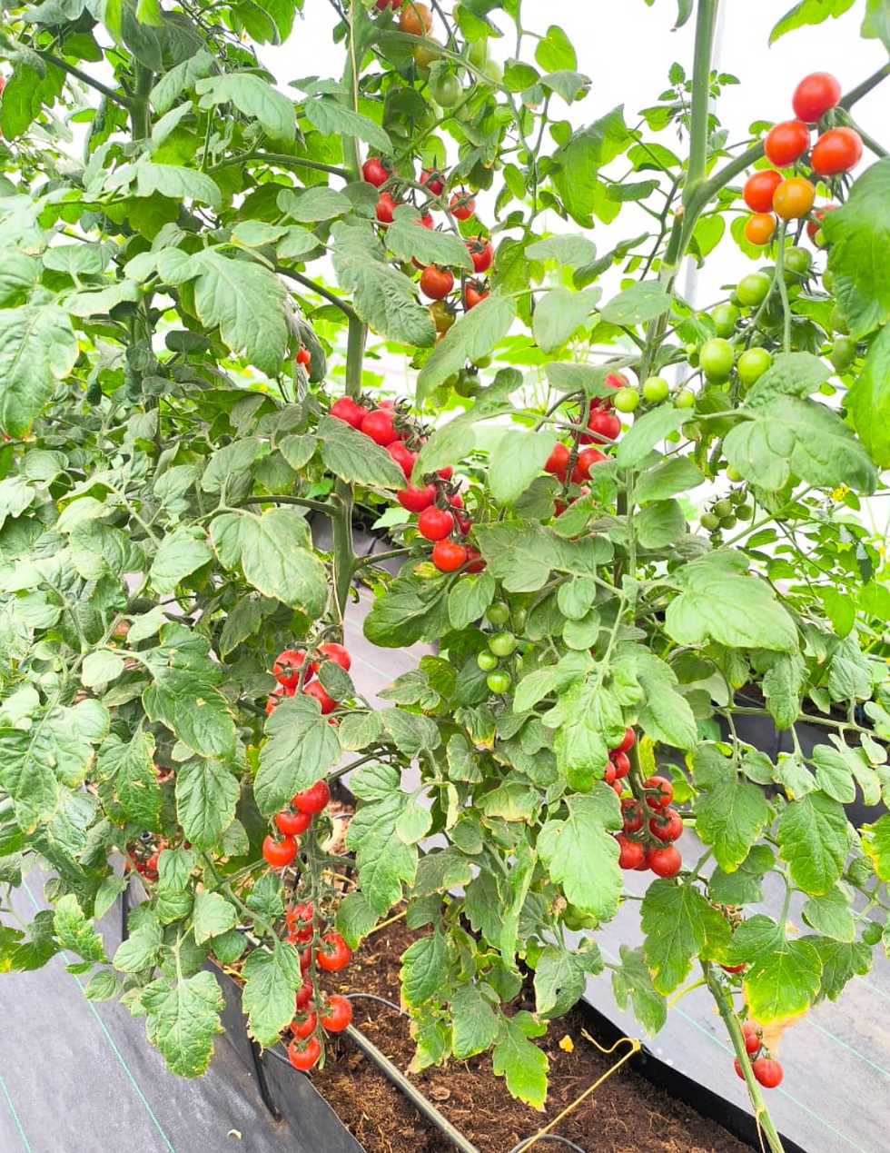 Dutch Bucket - Tomatoes