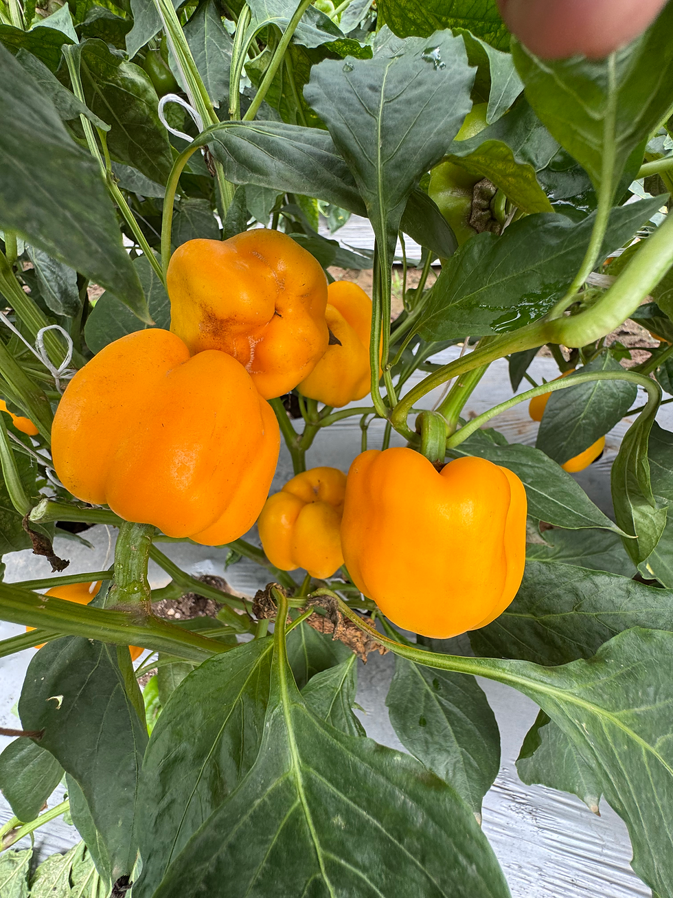 Yellow Capsicum grown in a Hydrohub hydroponic system