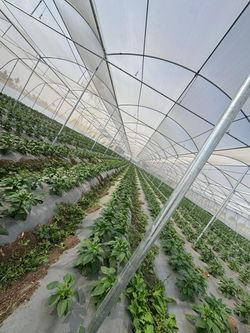 Protected Cultivation