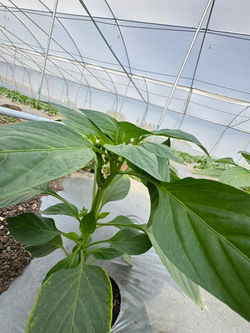 Protected Cultivation - Plant Growth (2)