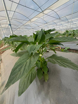 Protected Cultivation - Plant Growth