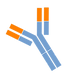 イムノG (2).png