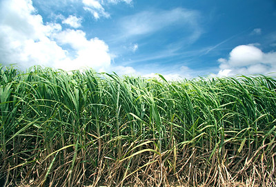 バガス サトウキビ