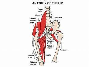 How to address hip flexor dominance