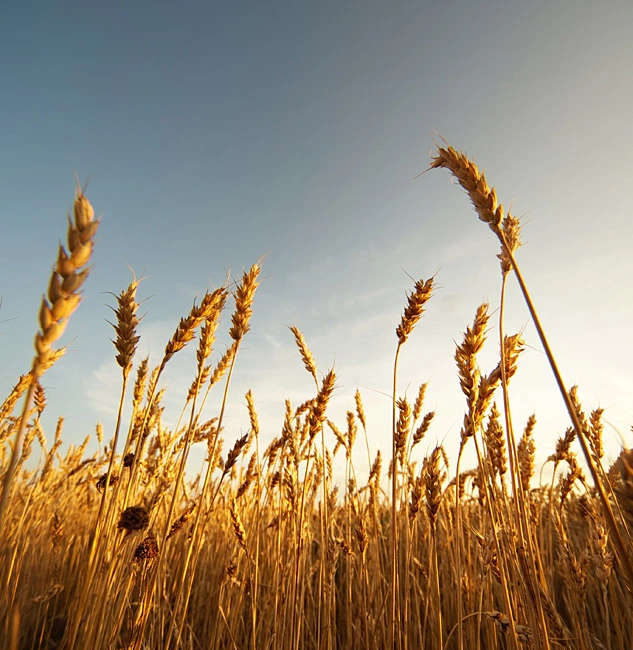 wheat field.webp